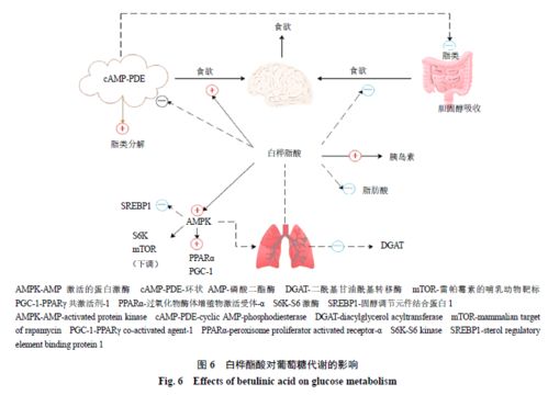白樺酯酸及其衍生物的生物活性及作用機制研究進(jìn)展
